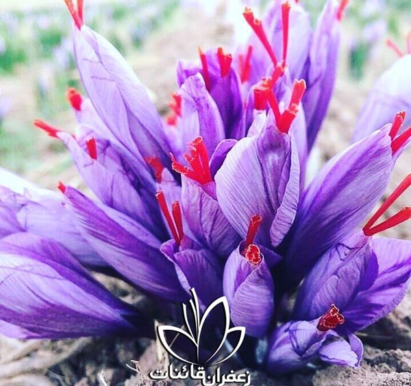 کشت و برداشت زعفران چگونه است؟ کشت و برداشت زعفران چگونه است؟