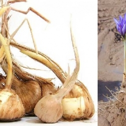 بیماری زوال زعفران بیماری زوال زعفران