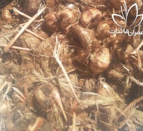 تولید بهترین پیاز زعفران مرغوب تولید بهترین پیاز زعفران مرغوب