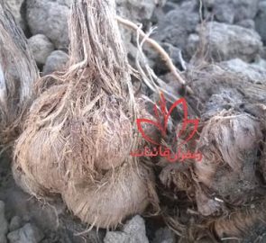 طرز کاشت پیاز زعفران مرغوب در زمین کشاورزی طرز کاشت پیاز زعفران مرغوب در زمین کشاورزی