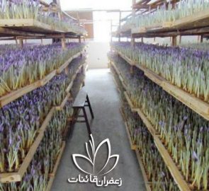 فروش پیاز زعفران جهت کاشت در گلدان فروش پیاز زعفران جهت کاشت در گلدان
