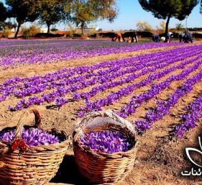 قیمت انواع زعفران مرغوب قائنات قیمت انواع زعفران مرغوب قائنات