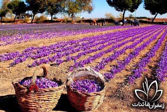 قیمت انواع زعفران مرغوب قائنات قیمت انواع زعفران مرغوب قائنات