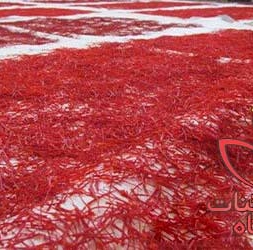 خشک کردن زعفران به روش سنتی خشک کردن زعفران به روش سنتی