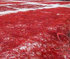خشک کردن زعفران به روش سنتی خشک کردن زعفران به روش سنتی