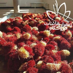 قیمت روز بسته بندی زعفران دسته دخترپیچ قیمت روز بسته بندی زعفران دسته دخترپیچ