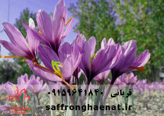 فروش گلبرگ زعفران با قیمت همکار در ایران