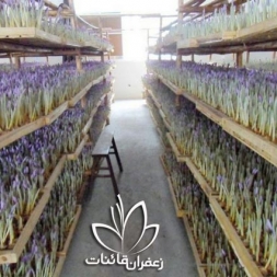 فروش پیاز زعفران جهت کاشت در گلدان