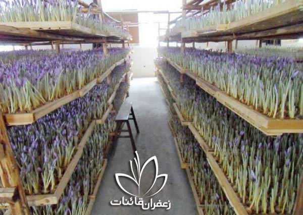 فروش پیاز زعفران جهت کاشت در گلدان - فروشگاه زعفران اصل قائنات